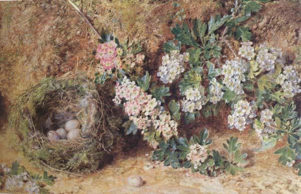 William Henry Hunt,OWS Chaffinch Nest and  May Blossom (mk46) Germany oil painting art